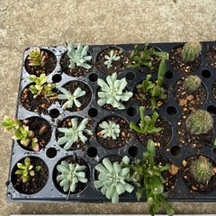 多肉植物 寄せ植えの画像