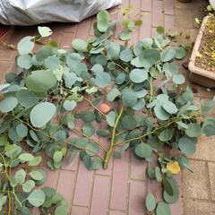 ユーカリポポラス　切り枝　大量　観葉植物　リース等　（本日中）の画像