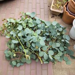 ユーカリポポラス　切り枝　大量　観葉植物　リース等　（本日中）