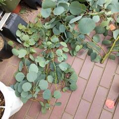 ユーカリポポラス　切り枝　大量　観葉植物　リース等　（本日中）の画像