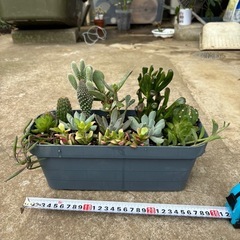多肉植物寄せ植え