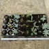 ランキングキーワードに紐づく投稿画像-多肉植物
