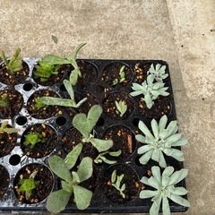 多肉植物 まとめ売りの画像