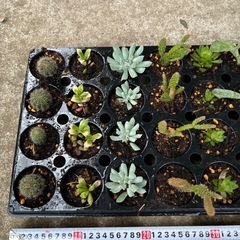多肉植物 まとめ売りの画像
