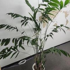 【かなり大きいです】大型観葉植物 高さ200cmの画像