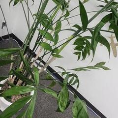 【かなり大きいです】大型観葉植物 高さ200cmの画像