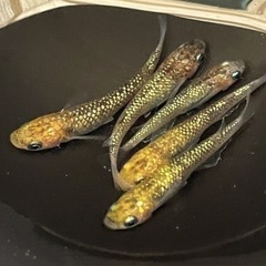 受付中🔴稚魚～幼魚5匹  5プリズム  めだか 綺麗なラメメダカ 