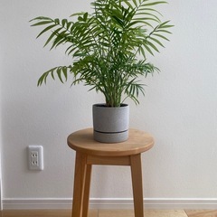 天然木アルダー材　スツール  ベルメゾン の画像