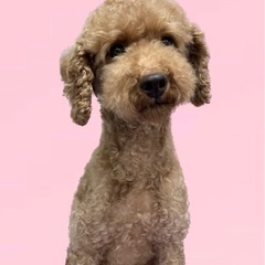 アンちゃん☆里親募集中