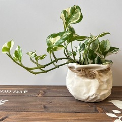 植物  ポトス 鉢ごと　ハイドロカルチャー