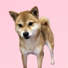 ユリちゃん☆里親募集中