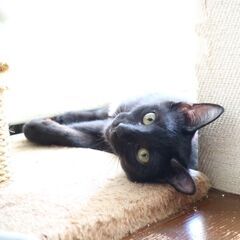 ＼ 控えめおっとりな ／黒猫ちゃん - 猫