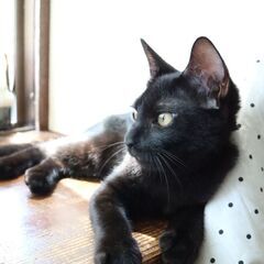 ＼ 控えめおっとりな ／黒猫ちゃん − 福岡県