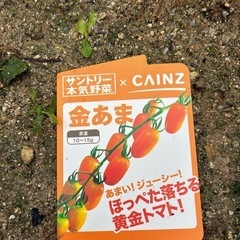 ☆ミニトマト苗１本☆サントリー純あま☆サントリー金あま☆家計応援☆夏休みの宿題に☆の画像