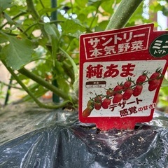 ☆ミニトマト苗１本☆サントリー純あま☆サントリー金あま☆家計応援☆夏休みの宿題に☆の画像