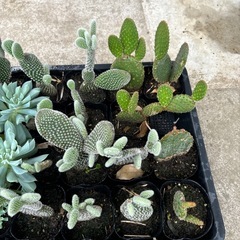 サボテン 多肉植物の画像