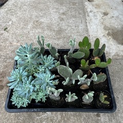サボテン 多肉植物