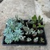 ランキングキーワードに紐づく投稿画像-多肉植物