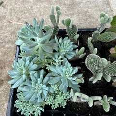 サボテン 多肉植物の画像