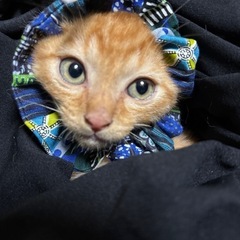 【推定生後3ヶ月弱】 茶トラ 子猫 男の子 タイガくん 元気いっぱい✨ - 大阪市