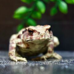 二ホンヒキガエル子供♂6㎝　赤系　⑰の画像
