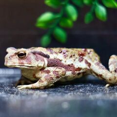 二ホンヒキガエル子供♂6㎝　赤系　⑰の画像