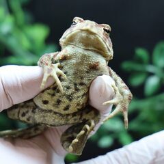 二ホンヒキガエル子供♂6㎝　赤系　⑰の画像