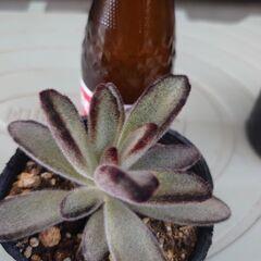 多肉植物　月兎耳　の画像