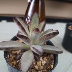 多肉植物　月兎耳　の画像