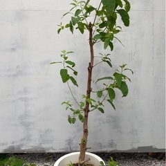 珍種☆レインボーユーカリ2.2M(鉢底から) 珍種☆レインボーユーカリ2.2M(鉢底から) 珍種☆レインボーユーカリ2.2