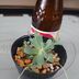 ランキングキーワードに紐づく投稿画像-多肉植物