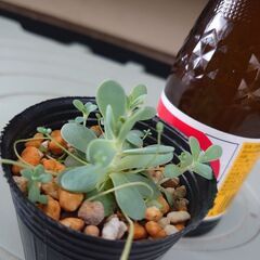 多肉植物　子持ち蓮華の画像