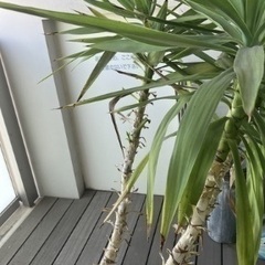 観葉植物