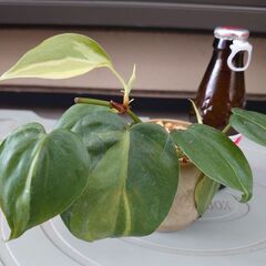 観葉植物　フィロデンドロン ブラジル　その１
