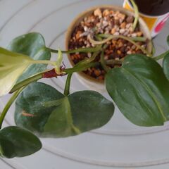 観葉植物　フィロデンドロン ブラジル　その１の画像