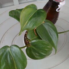 観葉植物　フィロデンドロン ブラジル