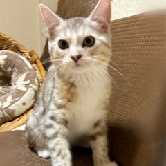 人大好き!綺麗なシルバー君☆生後3ヶ月