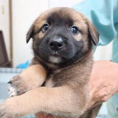 6月23日動物管理所収容中【子犬の家族募集】終生室内飼育