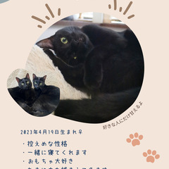 ＼ 控えめおっとりな ／黒猫ちゃん