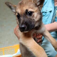 6月23日管理所収容中【わんこの家族募集】終生室内飼育