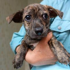 6月23日管理所収容中(子犬の家族募集)終生室内飼育条件