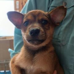 6月23日動物管理所収容中【こいぬの家族募集】終生室内飼育条件
