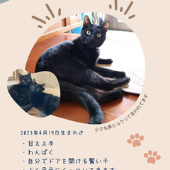 ＼ 小さな黒ヒョウ／カッコイイ黒猫ちゃん