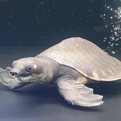 スッポンモドキ
