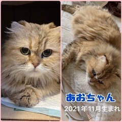 可愛い☆長毛あおちゃん
