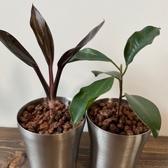 植物 2個 コーディラインバーブルコンパクタ  ガジュマル
