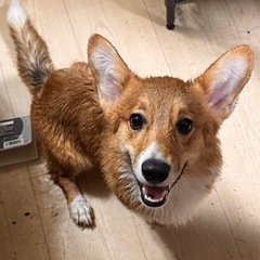 犬の扱いに慣れてる方。しっぽ付きコーギー男の子です