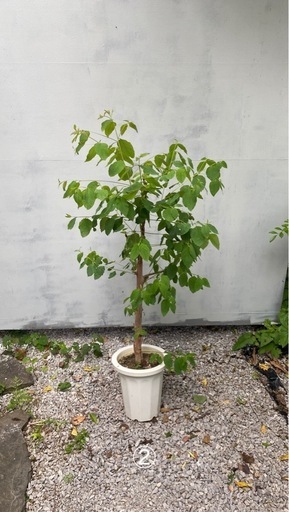 鉢植え/植木　レインボーユーカリ2