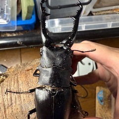 【問合せ中】ギラファノコギリクワガタ 亜種ケイスケ