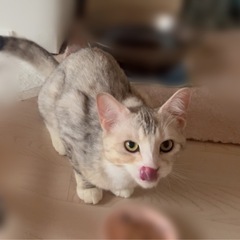 一歳☆美人ねこさん☆シルクのような毛感触💕